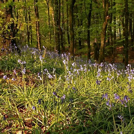 Castle ホテル Kinnitty